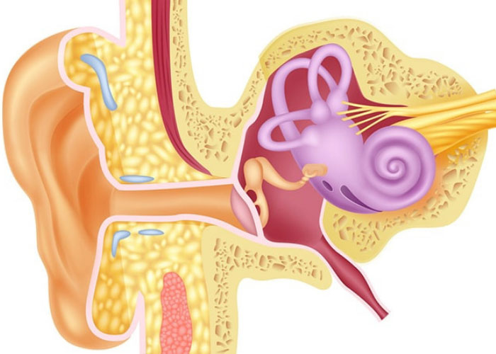 با آناتومی گوش و اجزای آن آشنا شوید