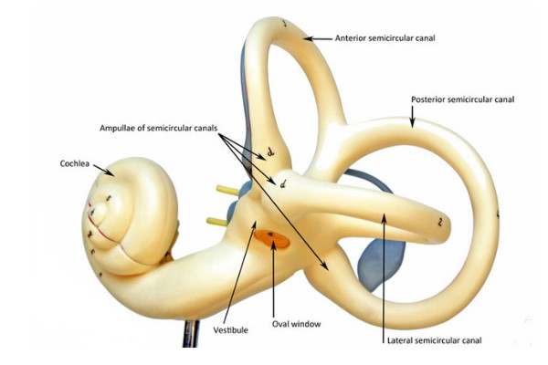 آناتومی گوش داخلی